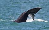 Zuidkaper; Southern right whale; Hermanus South Africa