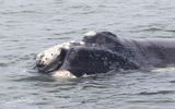 Zuidkaper; Southern right whale; Hermanus South Africa
