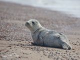 grijzeZeehond; Grey Seal; Zeeland NL
