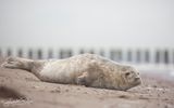 grijzeZeehond; Grey Seal; Zeeland NL