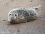 grijzeZeehond; Grey Seal; Zeeland NL