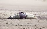 grijzeZeehond; Grey Seal; Zeeland NL