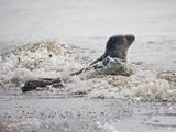 grijzeZeehond; Grey Seal; Zeeland NL