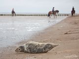 grijzeZeehond; Grey Seal; Zeeland NL