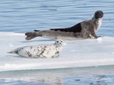Zadelrob; Harp_seal