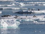 Zadelrob; Harp_seal