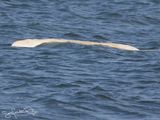 Beluga on Spitsbergen