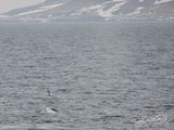Blauwe Vinvis; Blue Whale; Svalbard Norway