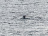 Blauwe Vinvis; Blue Whale; Svalbard Norway
