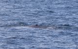 Blauwe Vinvis5; Blue Whale; Horta Azores