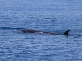 Noorse Vinvis; Sei whale