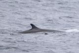 Gewone Vinvis;Fin Whale and puffin