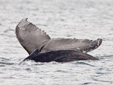 Bultrug; Humpback whale; Iceland