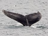 Bultrug; Humpback whale; Iceland