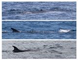 Baleen Whales(; blue whale, fin whale, Sei whale)