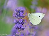 klein_koolwitje; small_white