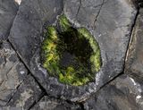 A small puddle of life, Staffa (7/9/2024)