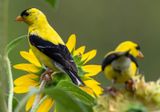 American Goldfinch (8/10/2024)