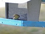 6 Mar Even the little birds gotta eat