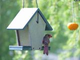 30 May Lady Cardinal