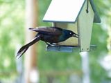 24 May 4 and 20 blackbirds