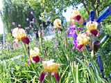 1 Jun Iris