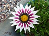 5 Jul Gazania Rose
