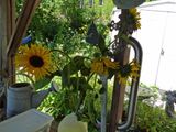17 Aug Whats left of the sunflowers