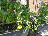 19 Aug Two ripe and more coming