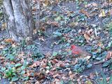 14 Nov Cardinal getting the natural food