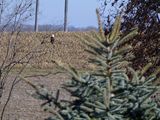 9 Dec Lone Eagle