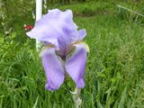 14 May Lavender iris