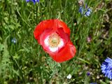 4 Jun Red Poppy