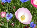 6 Jun Pink poppy