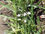 Unknown white wildflowers