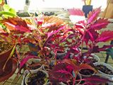 23 Oct Coleus