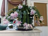 Christmas cactus before Thanksgiving