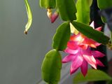 26 Dec Christmas cactus