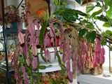 28 Dec Christmas cactus