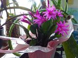 5 May Newest Christmas cactus