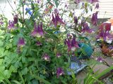 2 Jun Columbine
