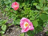 28 May Triangle garden rose