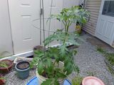 16 Jun Tomato plant