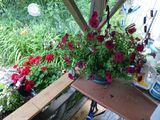 19 Jun Deck flower baskets