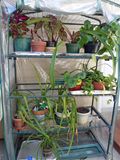 7 Jul The indoor plants outdoors