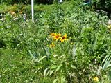 8 Jul Rudbeckia and more