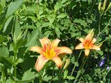 30 Jun Day lillies