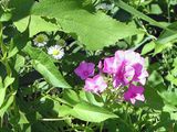 20 Jul Phlox