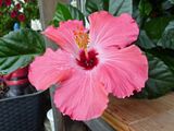18 Aug Pink Hibiscus