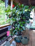 25 Aug Hibiscus tree.